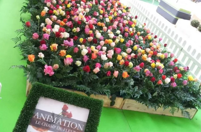 Animation Champs de rose pour vos événements