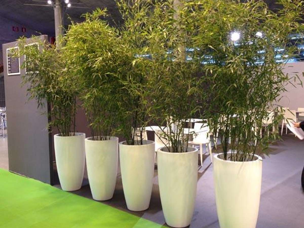 Location Décoration Evénementielle : Location Plantes Naturelles, Décoration Végétale