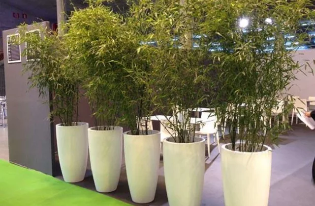 Location Décoration Evénementielle : Location Plantes Naturelles, Décoration Végétale